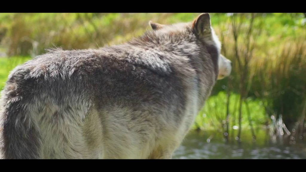 The Reintroduction Of Wolves In Yellowstone National Park Wolf Watch Uk 1632