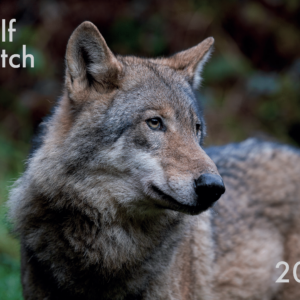 Wolf Watch Calendar